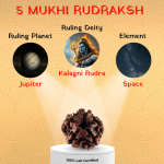 5 Mukhi Rudraksha - 18mm - 22mm - Image 2