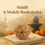 6 Mukhi Rudraksha - 18mm - 22mm - Image 10