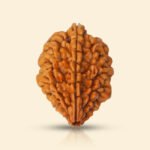 2 Mukhi Rudraksha - Image 6
