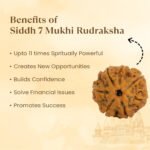 7 Mukhi Rudraksha - 18mm - 22mm - Image 9