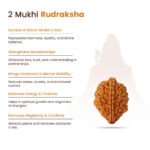 2 Mukhi Rudraksha - Image 7