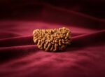 1 Mukhi Rudraksh - Image 12