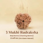 3 Mukhi Rudraksha - Image 4