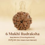 6 Mukhi Rudraksha - 18mm - 22mm - Image 8