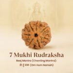 7 Mukhi Rudraksha - 18mm - 22mm - Image 8