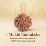 4 Mukhi Rudraksha - 18mm - 22mm - Image 7