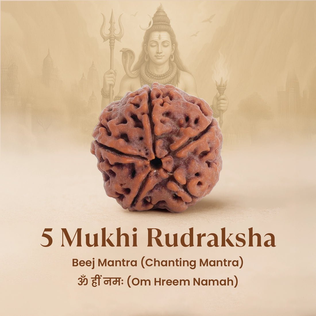 5_Mukhi 5 Mukhi Rudraksha - 18mm - 22mm - Image 1