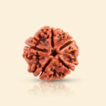 5 Mukhi Rudraksha - 18mm - 22mm - Image 6