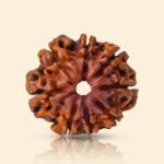 8 Mukhi Rudraksha - 18mm - 22mm - Image 3
