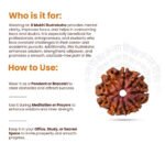 8 Mukhi Rudraksha - 18mm - 22mm - Image 12