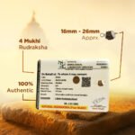 4 Mukhi Rudraksha - 18mm - 22mm - Image 3