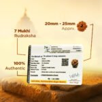 8 Mukhi Rudraksha - 18mm - 22mm - Image 10