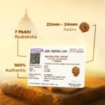 7 Mukhi Rudraksha - 18mm - 22mm - Image 4