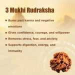 3 Mukhi Rudraksha - Image 15
