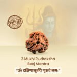 3 Mukhi Rudraksha - Image 14