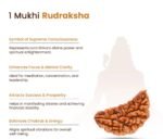 1 Mukhi Rudraksh - Image 9