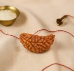 1 Mukhi Rudraksh - Image 4