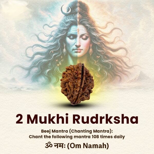 2 Mukhi Rudraksha