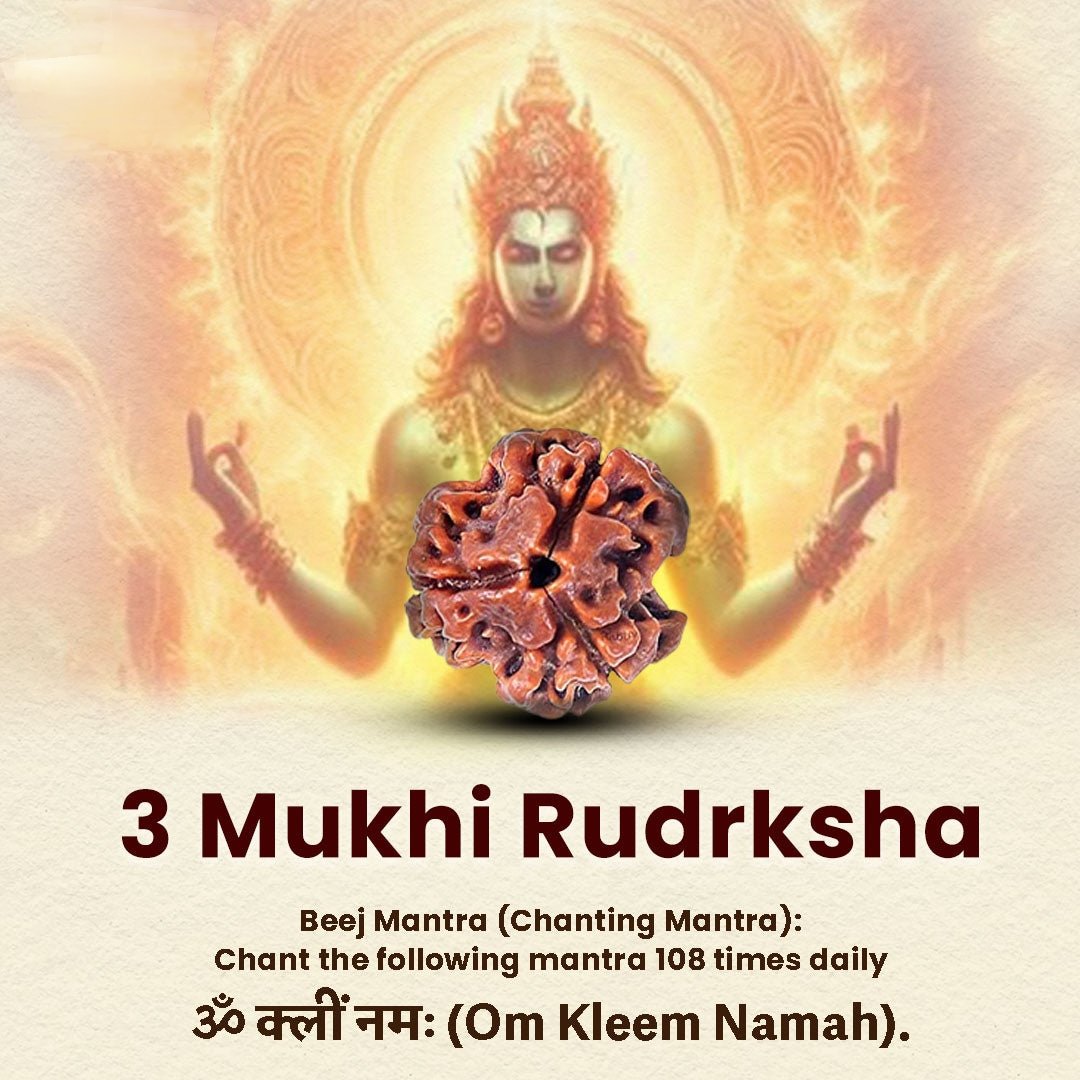 Oplus_16908288 3 Mukhi Rudraksha - Image 1