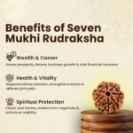 7 Mukhi Rudraksha - 18mm - 22mm - Image 5