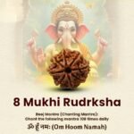 8 Mukhi Rudraksha - 18mm - 22mm