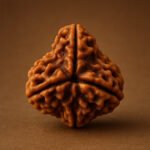 3 Mukhi Rudraksha - Image 10