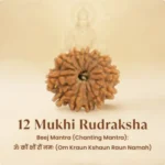 12 Mukhi Rudraksha Nepal Origin - Image 5
