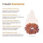 11 Mukhi Rudraksha Nepal Origin - Image 11