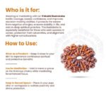 11 Mukhi Rudraksha Nepal Origin - Image 10