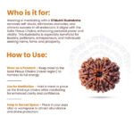 12 Mukhi Rudraksha Nepal Origin - Image 9