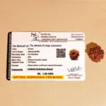 10 Mukhi Rudraksha Nepal Origin - Image 12