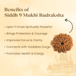 9 Mukhi Original Nepali Rudraksha - Image 5