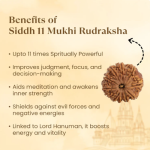 11 Mukhi Rudraksha Nepal Origin - Image 6