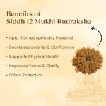 12 Mukhi Rudraksha Nepal Origin - Image 10