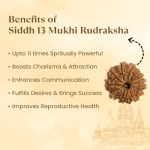 13 Mukhi Rudraksha Nepal Origin - Image 9