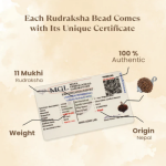 11 Mukhi Rudraksha Nepal Origin - Image 4
