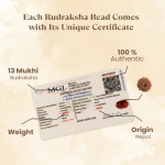 13 Mukhi Rudraksha Nepal Origin - Image 4