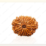 14 Mukhi Natural Nepali Rudraksha - Image 5