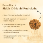 10 Mukhi Rudraksha Nepal Origin - Image 8