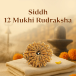 12 Mukhi Rudraksha Nepal Origin - Image 3