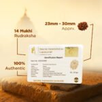 14 Mukhi Natural Nepali Rudraksha - Image 3