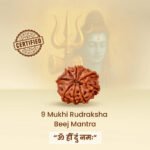 9 Mukhi Original Nepali Rudraksha - Image 12