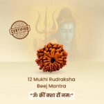 12 Mukhi Rudraksha Nepal Origin - Image 12