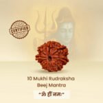 10 Mukhi Rudraksha Nepal Origin - Image 6