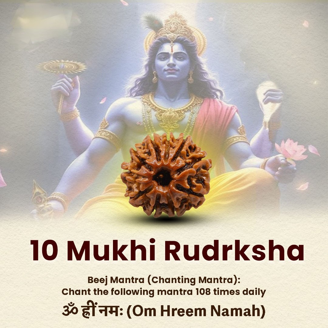 Oplus_16908288 10 Mukhi Rudraksha Nepal Origin - Image 1