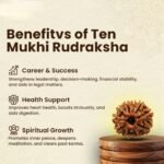 10 Mukhi Rudraksha Nepal Origin - Image 7