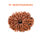 12 Mukhi Rudraksha Nepal Origin - Image 4