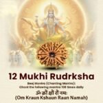 12 Mukhi Rudraksha Nepal Origin