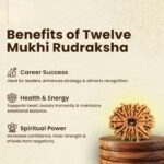 12 Mukhi Rudraksha Nepal Origin - Image 8