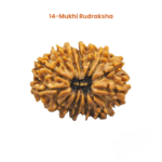 14 Mukhi Natural Nepali Rudraksha - Image 11